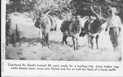 Courtland Du Rand's Trained Elk, Martinsdale, Montana