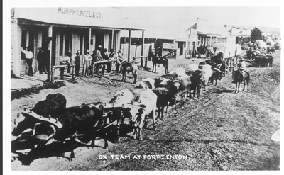 Ox-Team at Fort Benton