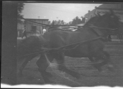 Runaway, First Sweet Pea Carnival, 1906