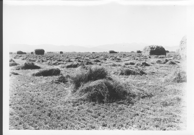 Hay field