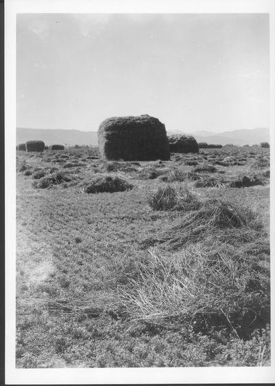 Hay Field