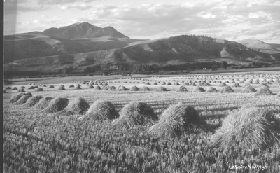 Hay field