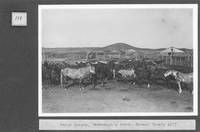 Range Horses