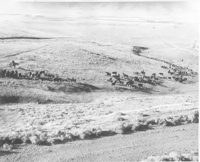 Jumping Horse Ranch - Ennis