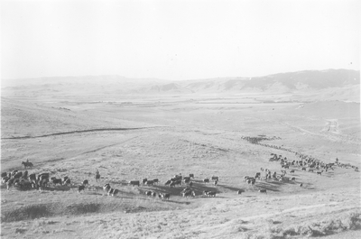 Cattle Industry & Trade