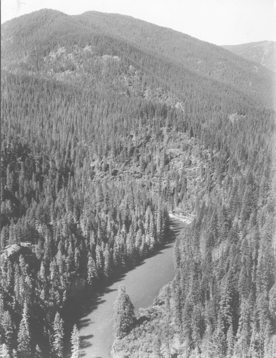 White pines in St. Joe National Forest, Idaho