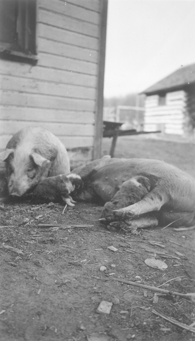 Swine in farmyard