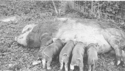 Swine in farmyard - piglets feeding
