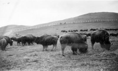 Moiese Bison Range