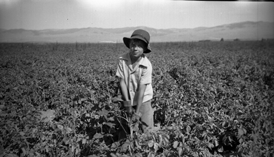 Young boy weeding a potato field