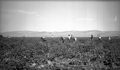 Farm laborers working a potato field