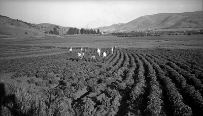 Men in suits inspecting a potato field