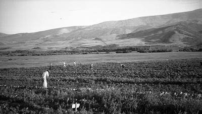Men in suits inspecting a potato field