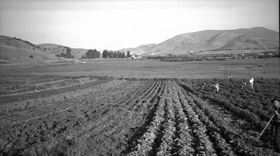 Men in suits inspecting a potato field