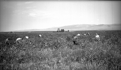 Farm laborers working a potato field