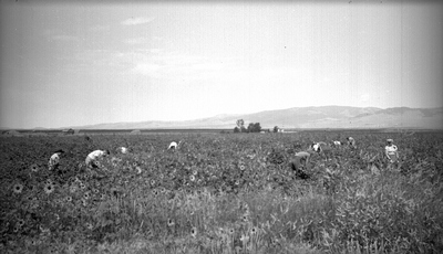 Farm laborers working a potato field