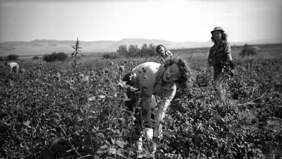 3 women farm laborers working a potato field