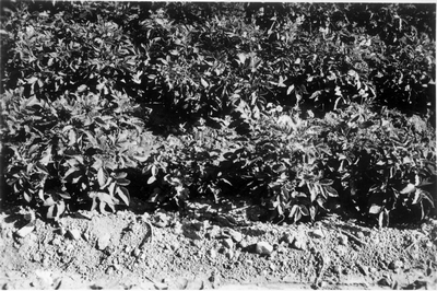 Potato plants in the field
