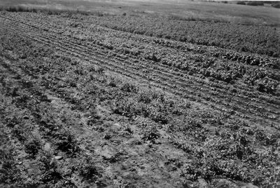 Potato plants in the field