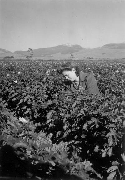 Young woman working in a potato field