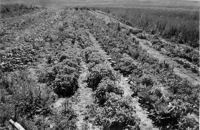 rows of potato & cabbage plants in a field