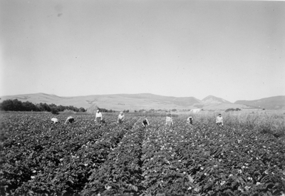 Farm laborers walking between rows in a potato field
