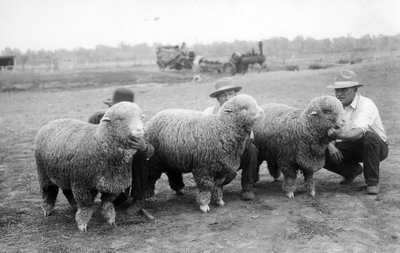 1st, 2nd & 3rd prize yearlings, Ramboullet ewes - 1928 (?) fair