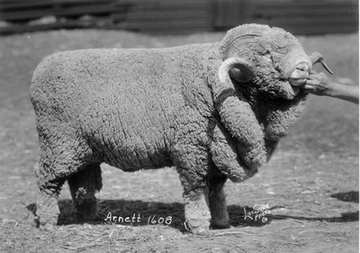 Arnett 1608 (prize ram)