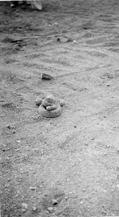 Rattlesnakes in Ennis, Montana