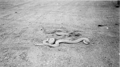 Rattlesnakes in Ennis, Montana