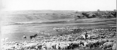 Sheep herd in Montana