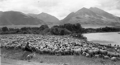 Band of sheep near Emigrant Peak at the Yellowstone River, Montana