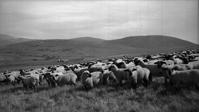 A band of sheep on rolling hills, Montana