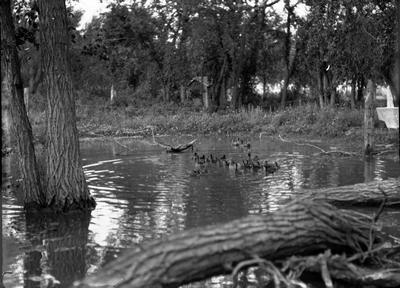 Sidney, Montana - wild birds on pond