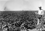 Sugar Beets - Montana