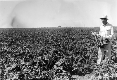 Sugar Beets - Montana