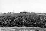 Sugar Beets - Montana