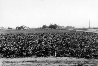 Sugar Beets - Montana
