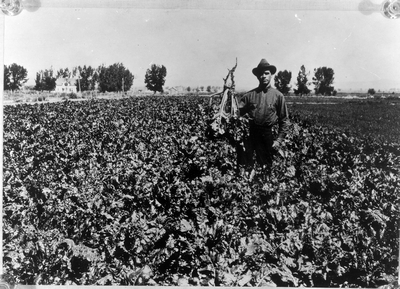 Sugar Beets - Montana