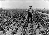 Sugar Beets - Montana