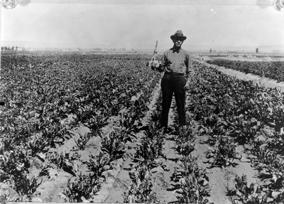Sugar Beets - Montana