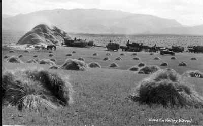 Gallatin Valley Wheat - threshing