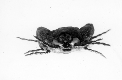 Wood ticks