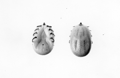 Wood ticks