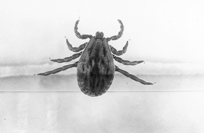 American dog ticks