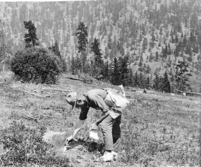 Victor & Hamilton Mt vicinity-- Rocky Mountain Spotted Fever Tick Research