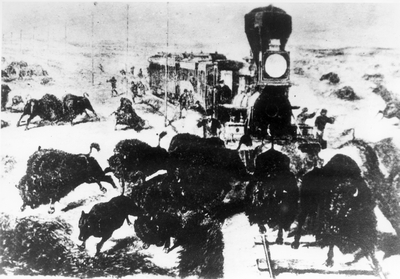 Scene on a Santa Fe railroad in Kansas - buffalo in tracks