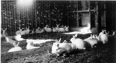 Rabbits in fenced pens in a building