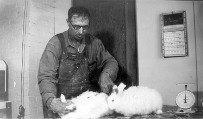 Shearing rabbits at George Miller