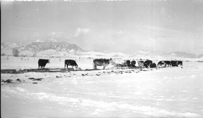 Wagon Wheel Ranch, near Bozeman, Montana
